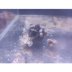 Mespilia globulus